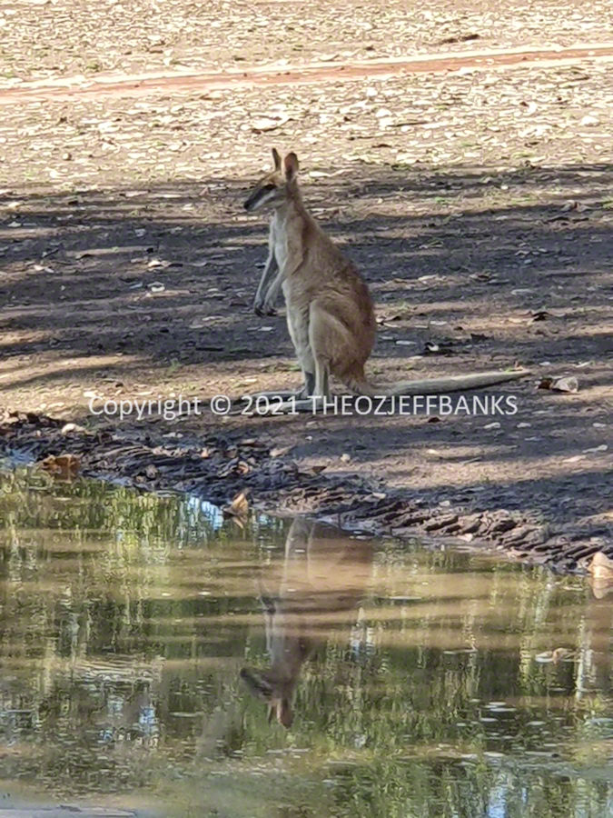 Around Oz the First Time - Chapter 46 - Halls Creek to Fitzroy Crossing | Travelling Around Australia with Jeff Banks