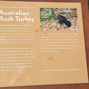 LWHCh-38 | Travelling Around Australia with Jeff Banks