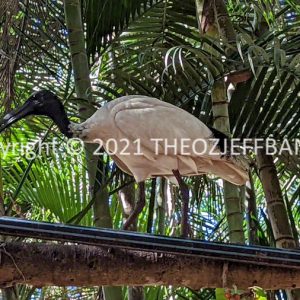 LWHCh02-33 | Travelling Around Australia with Jeff Banks