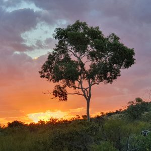 ROzCh10-104S | Travelling Around Australia with Jeff Banks