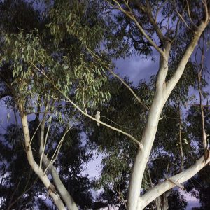 ROzCh10-120 | Travelling Around Australia with Jeff Banks