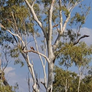 ROzCh10-73 | Travelling Around Australia with Jeff Banks