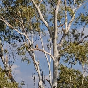 ROzCh10-74 | Travelling Around Australia with Jeff Banks