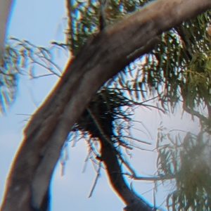 ROzCh10-75 | Travelling Around Australia with Jeff Banks
