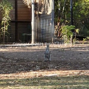 ROzCh15-44 | Travelling Around Australia with Jeff Banks
