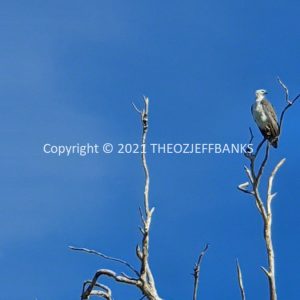 ROzCh18-125 | Travelling Around Australia with Jeff Banks