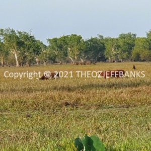 ROzCh18-93 | Travelling Around Australia with Jeff Banks