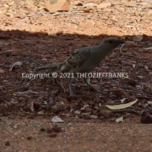 ROzCh25-44 | Travelling Around Australia with Jeff Banks