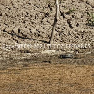 ROzCh30-27