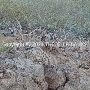 ROzCh30-79 | Travelling Around Australia with Jeff Banks