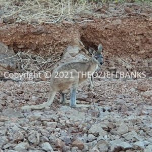 ROzCh30-81 | Travelling Around Australia with Jeff Banks