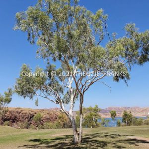 ROzCh31-18C | Travelling Around Australia with Jeff Banks
