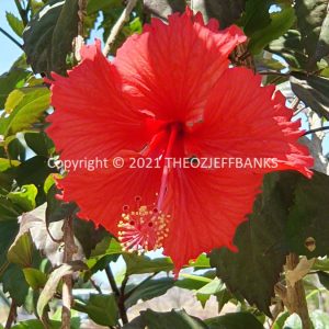ROzCh31-29F