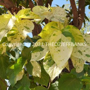 ROzCh31-32F