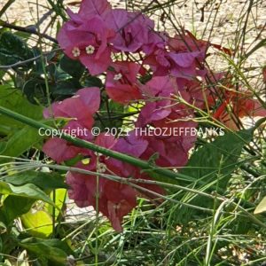 ROzCh31-35F