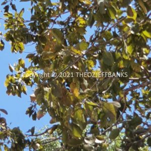ROzCh33-45 | Travelling Around Australia with Jeff Banks