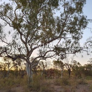 ROzCh38-105C | Travelling Around Australia with Jeff Banks