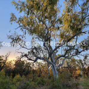 ROzCh38-49C | Travelling Around Australia with Jeff Banks