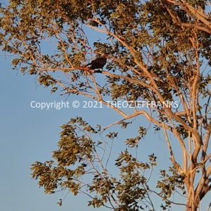 ROzCh38-55 | Travelling Around Australia with Jeff Banks