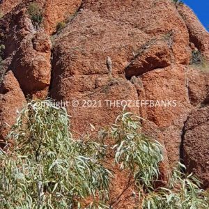 ROzCh39-188 | Travelling Around Australia with Jeff Banks