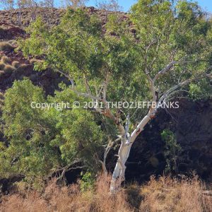 ROzCh43-62C | Travelling Around Australia with Jeff Banks