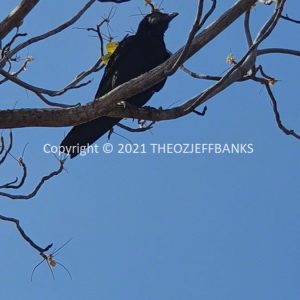 ROzCh45-01 | Travelling Around Australia with Jeff Banks