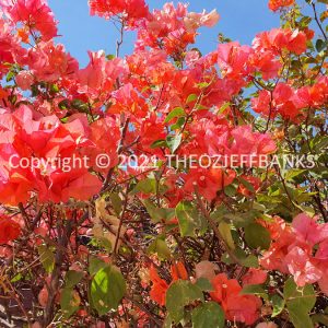 ROzCh45-26F