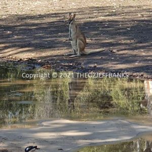 ROzCh46-40 | Travelling Around Australia with Jeff Banks