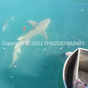 ROzCh48-173 | Travelling Around Australia with Jeff Banks