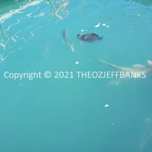 ROzCh48-178 | Travelling Around Australia with Jeff Banks
