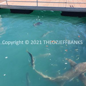 ROzCh48-179 | Travelling Around Australia with Jeff Banks