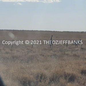 ROzCh8-129 | Travelling Around Australia with Jeff Banks