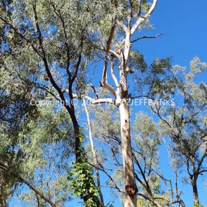 HWGACh46-16C | Travelling Around Australia with Jeff Banks