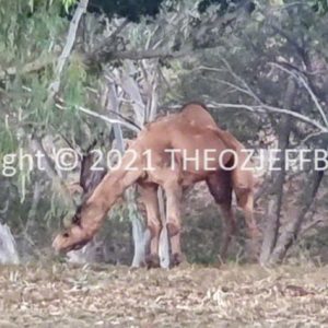HWGACh48-21 | Travelling Around Australia with Jeff Banks