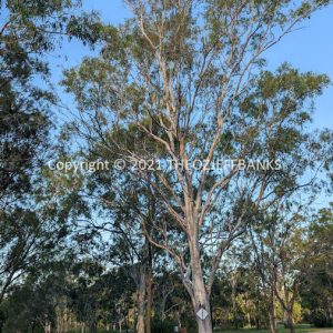 LWHCh05-04C | Travelling Around Australia with Jeff Banks