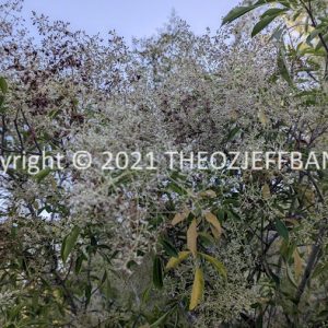 LWHCh05-07F | Travelling Around Australia with Jeff Banks