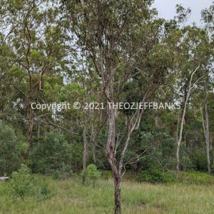 LWHCh09-06C | Travelling Around Australia with Jeff Banks