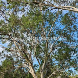 LWHCh12-03C | Travelling Around Australia with Jeff Banks