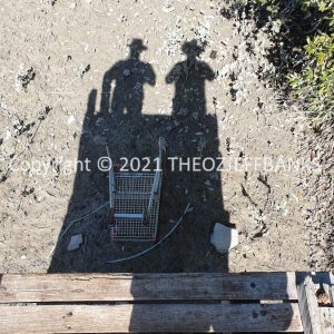 ROzCh50-16