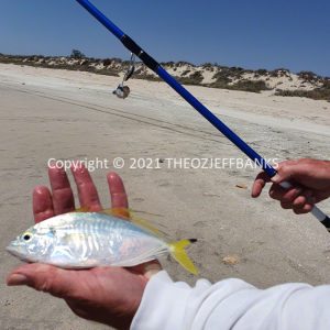 ROzCh57-19