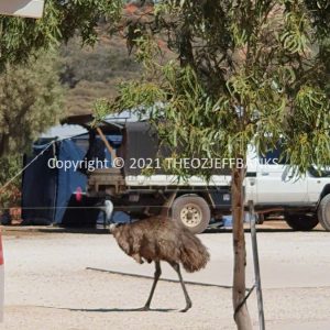 ROzCh64-38 | Travelling Around Australia with Jeff Banks