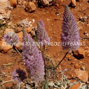 ROzCh65-15F