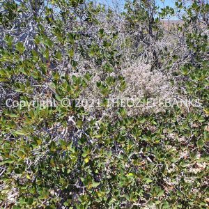 ROzCh65-41F | Travelling Around Australia with Jeff Banks