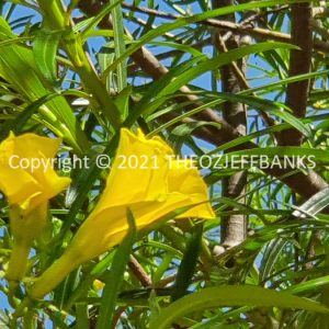 ROzCh69-4F