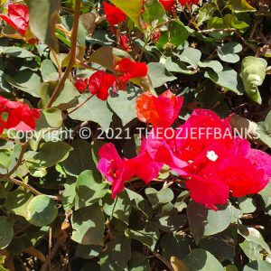ROzCh69-9F
