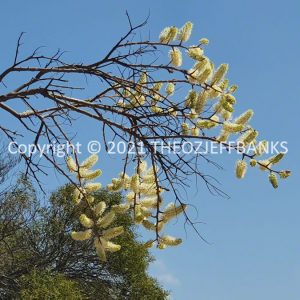 ROzCh70-19F
