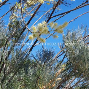 ROzCh70-22F