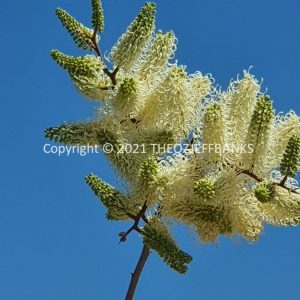 ROzCh70-26F