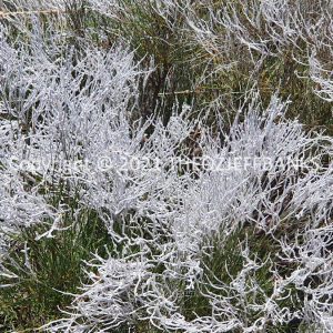 ROzCh70-28F