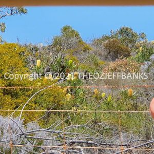 ROzCh70-33F | Travelling Around Australia with Jeff Banks